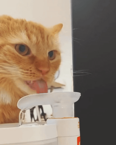 Ultra-Clean Pet Drinking Fountain by PetStream